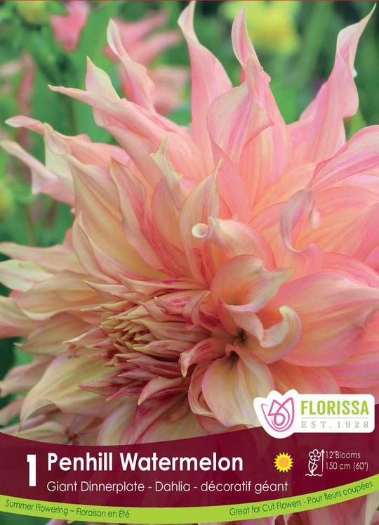 Dahlia - Penhill Watermelon