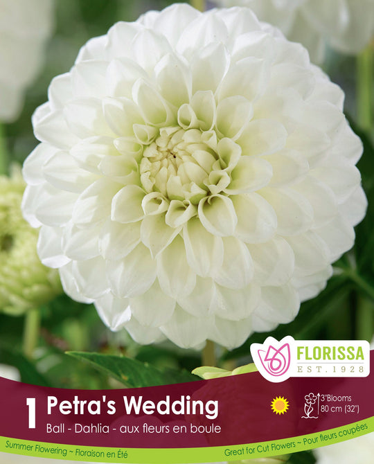 Dahlia - Petra's Wedding