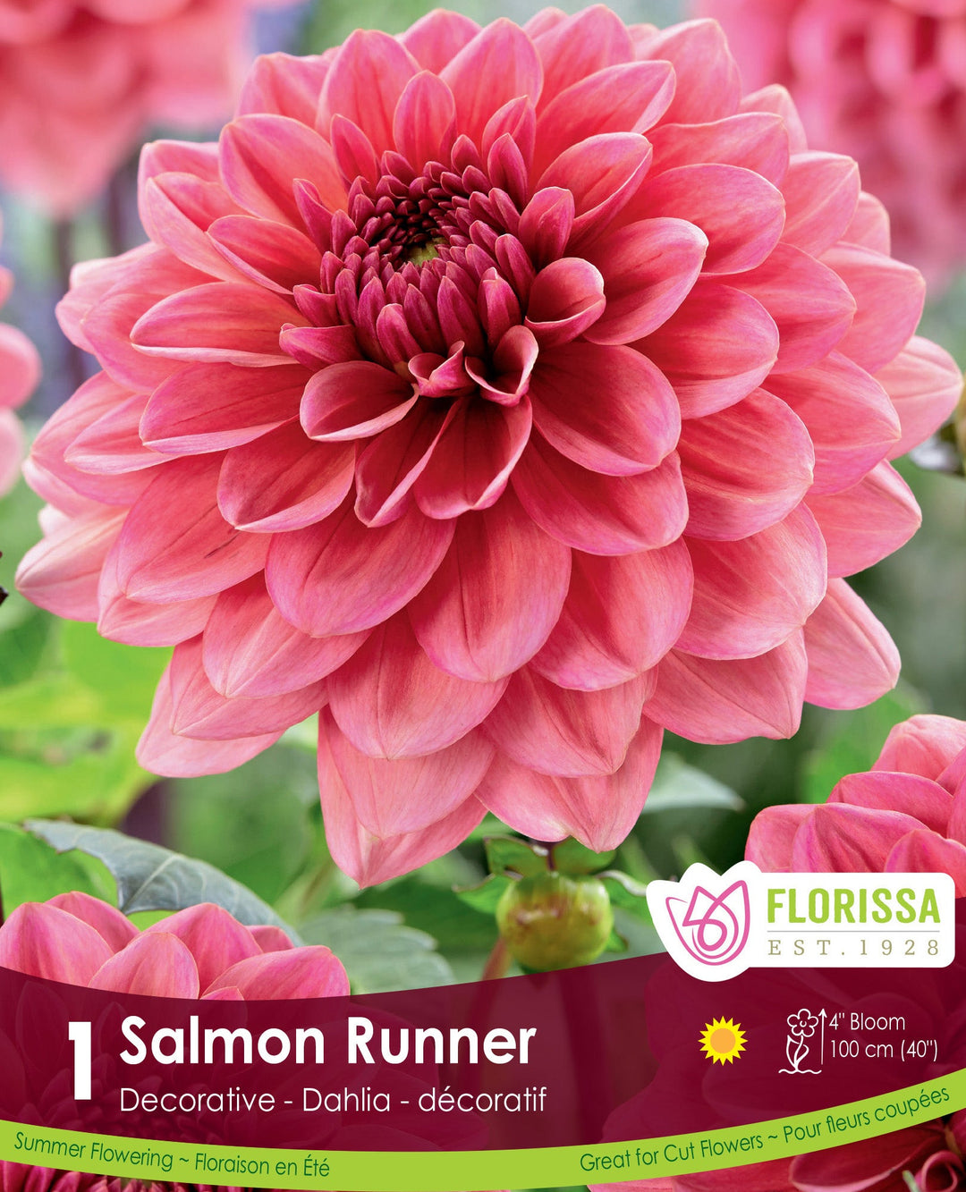 Dahlia - Salmon Runner