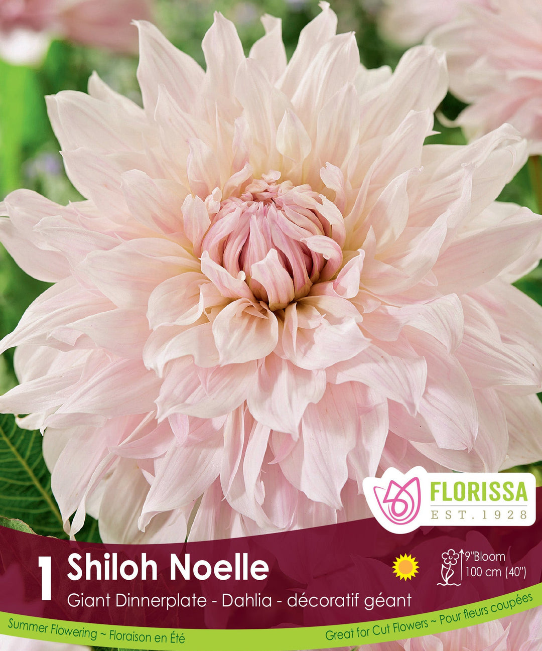 Dahlia - Shiloh Noelle