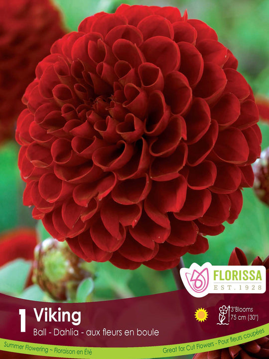 Dahlia - Viking