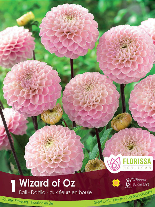 Dahlia - Wizard of Oz