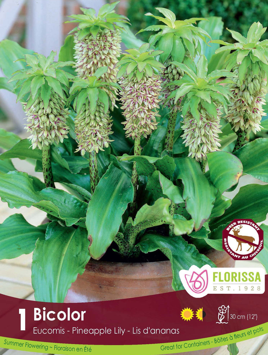 Eucomis - Bicolor