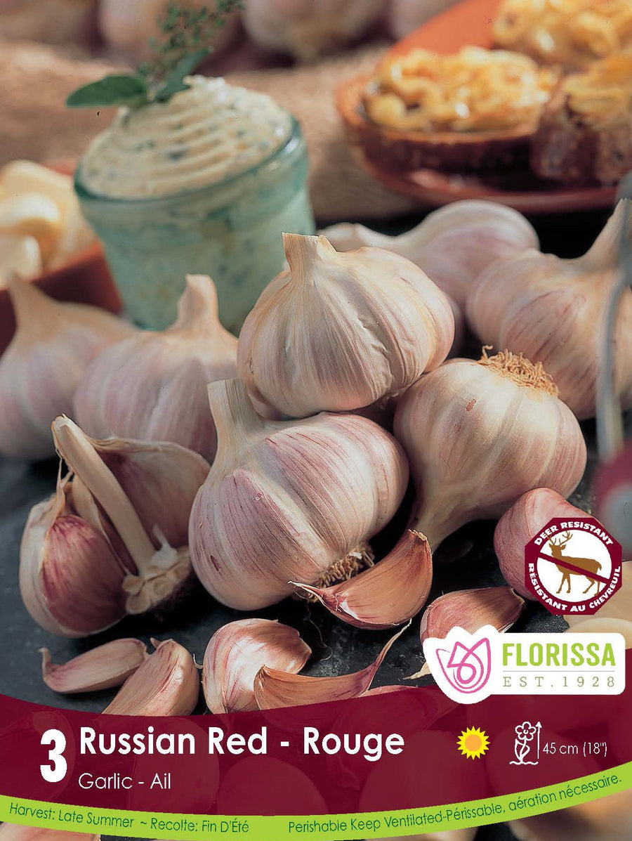 Garlic - Russian Red (Spring Planting)