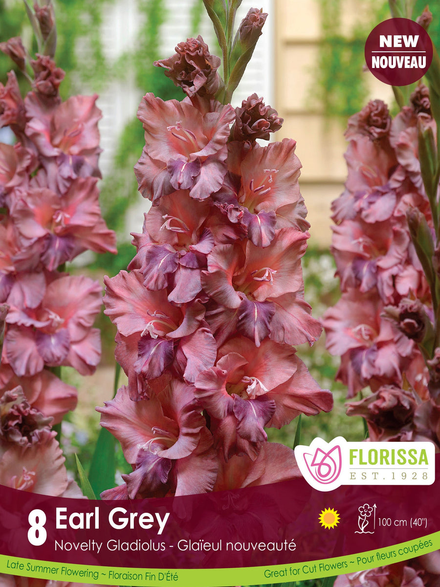 Gladiolus - Earl Grey, 8 Pack