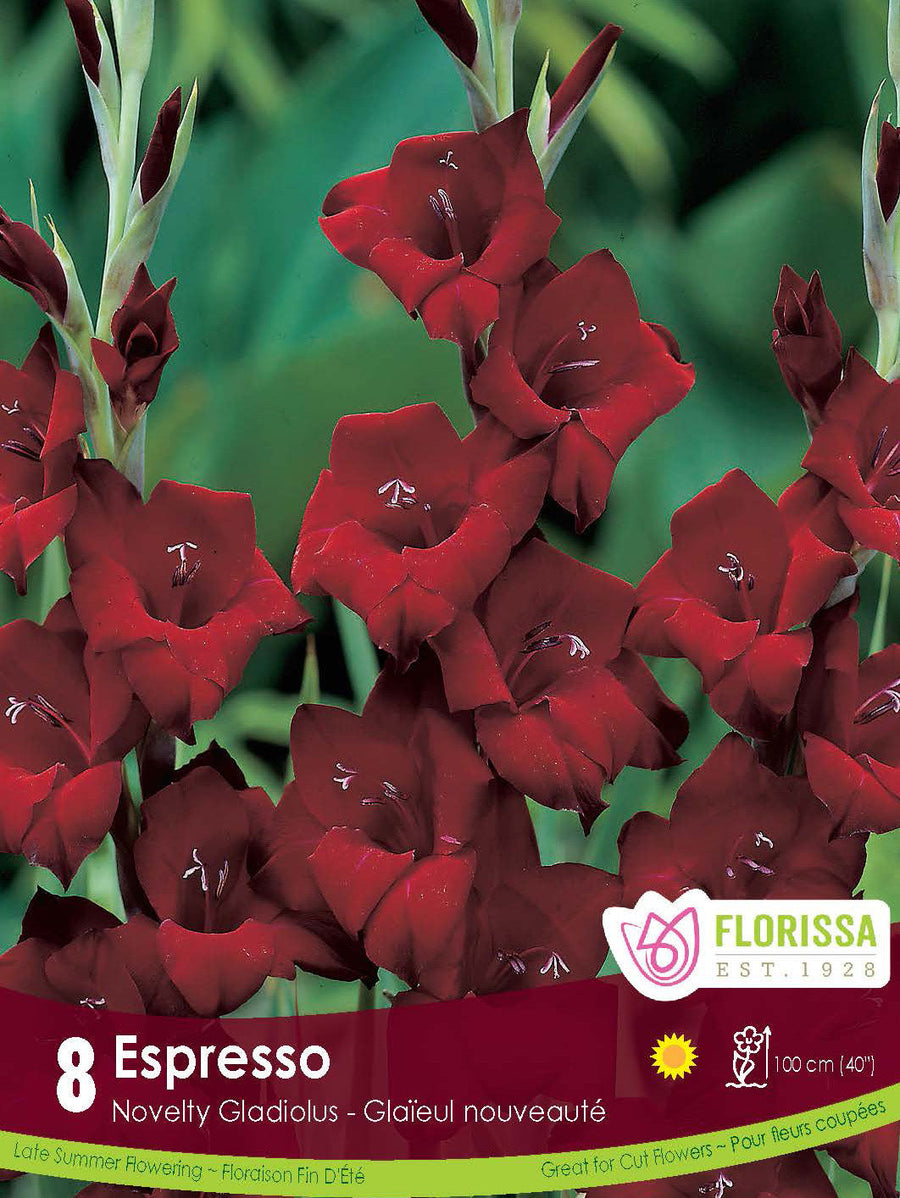 Gladiolus - Espresso, 8 Pack