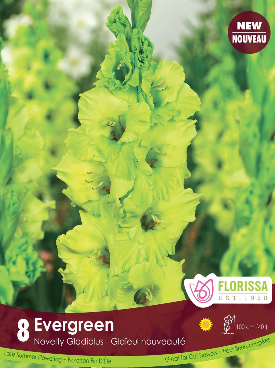 Gladiolus - Evergreen, 8 Pack