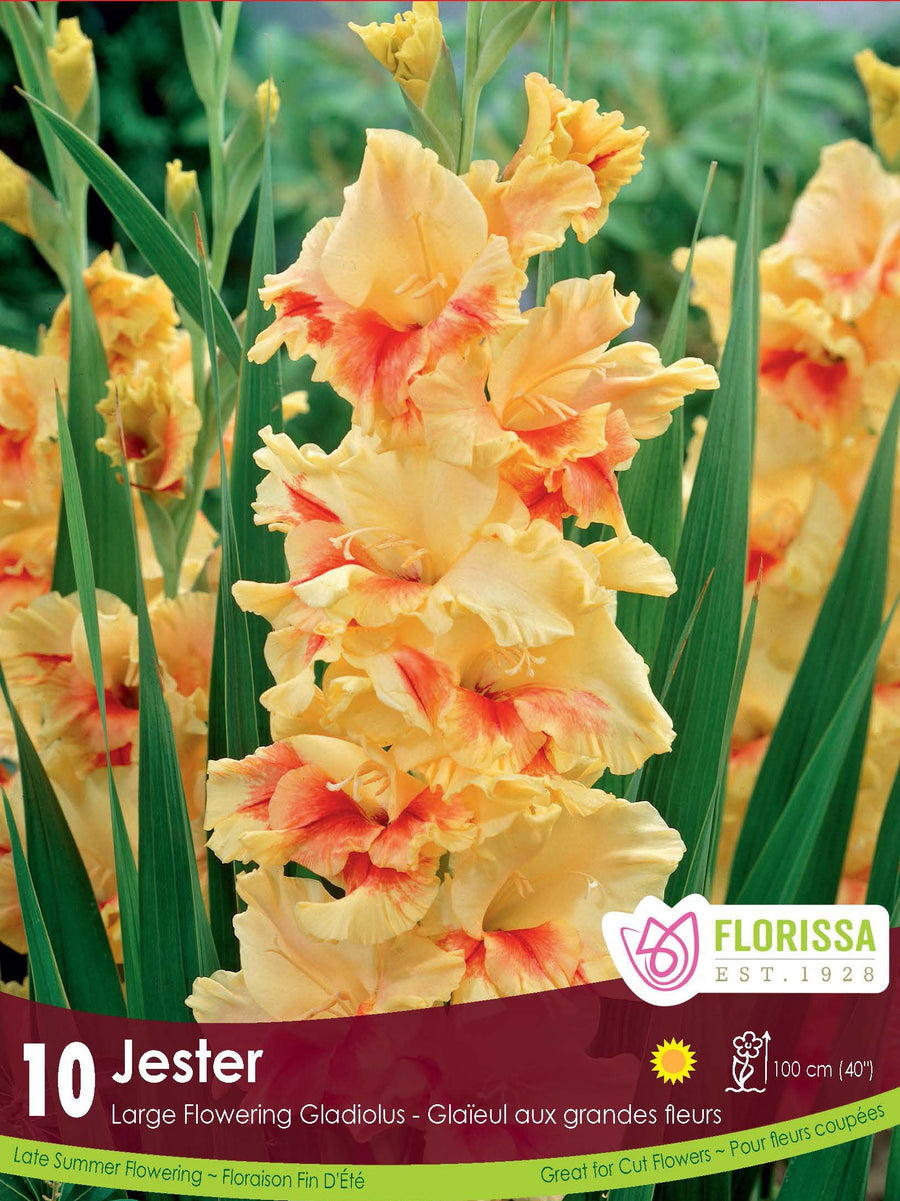 Gladiolus - Jester, 8 Pack