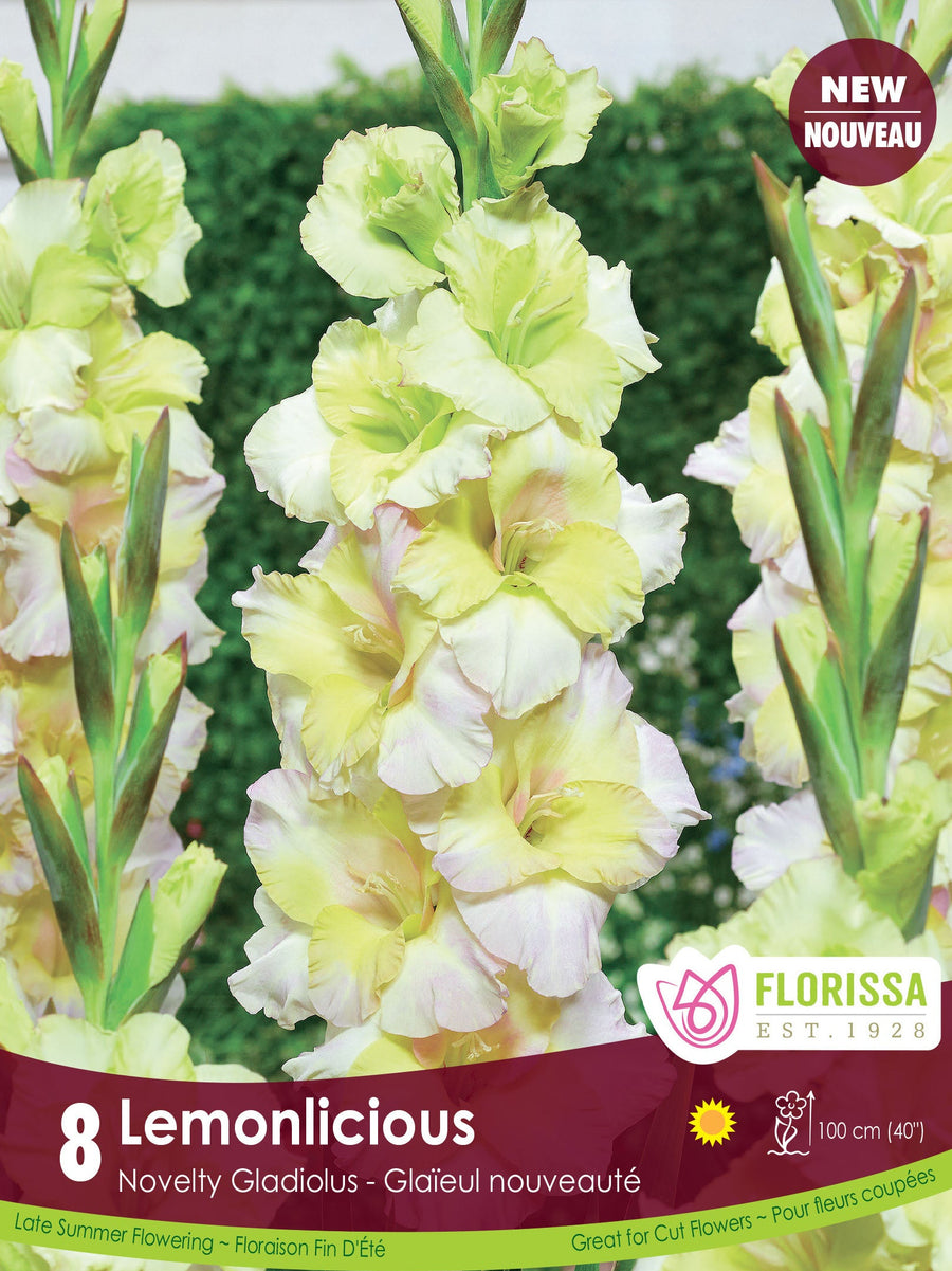 Gladiolus - Lemonlicious, 8 Pack