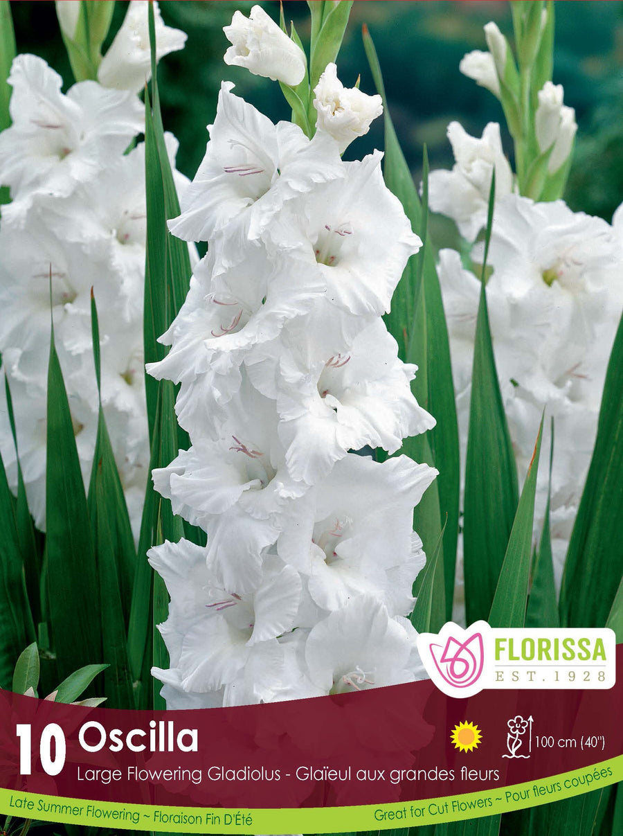 Gladiolus - Oscilla, 8 Pack