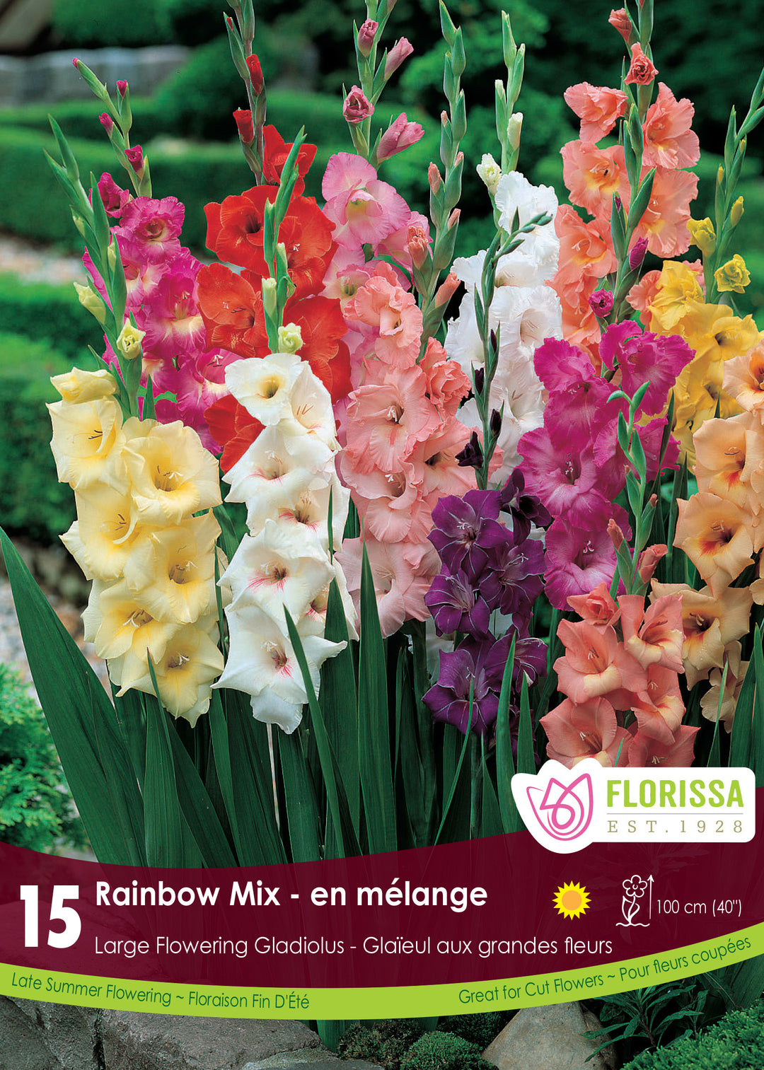 Gladiolus - Rainbow Mix, 15 Pack