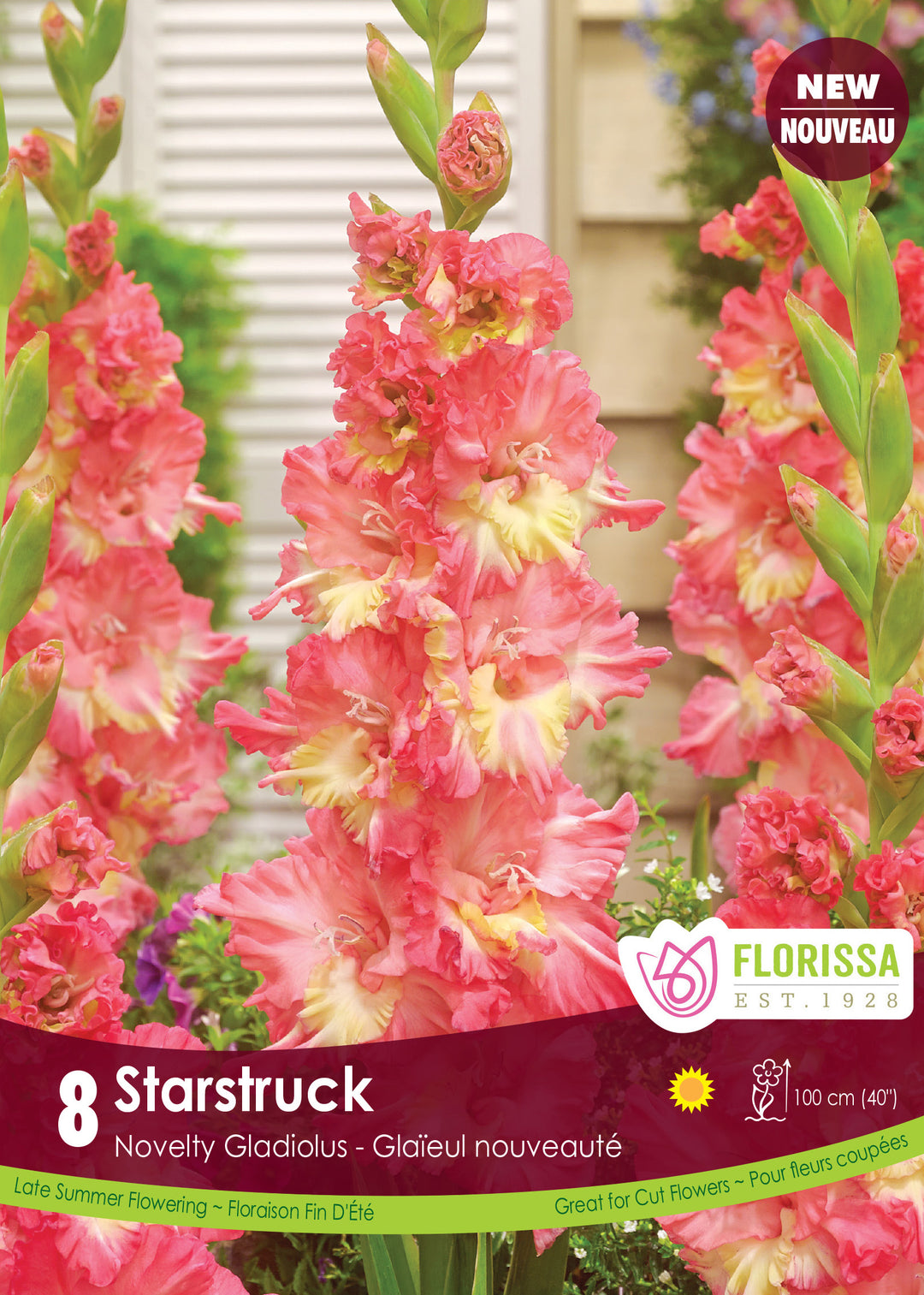 Gladiolus - Starstruck, 8 Pack