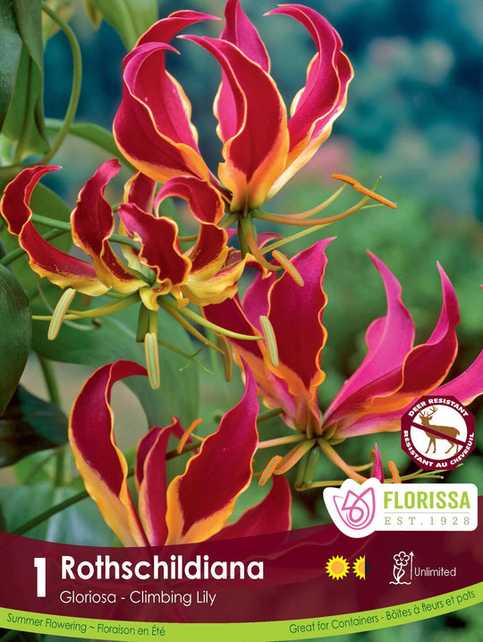Gloriosa - Rothschildiana