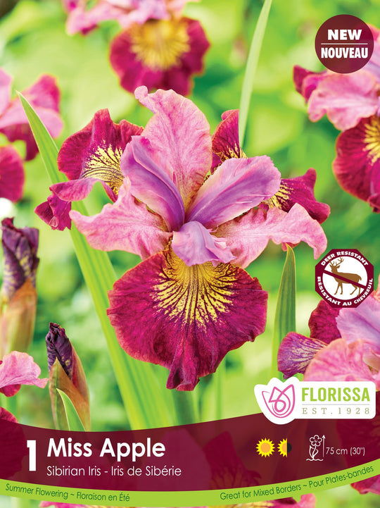 Iris sibirica - Miss Apple, 1 Pack