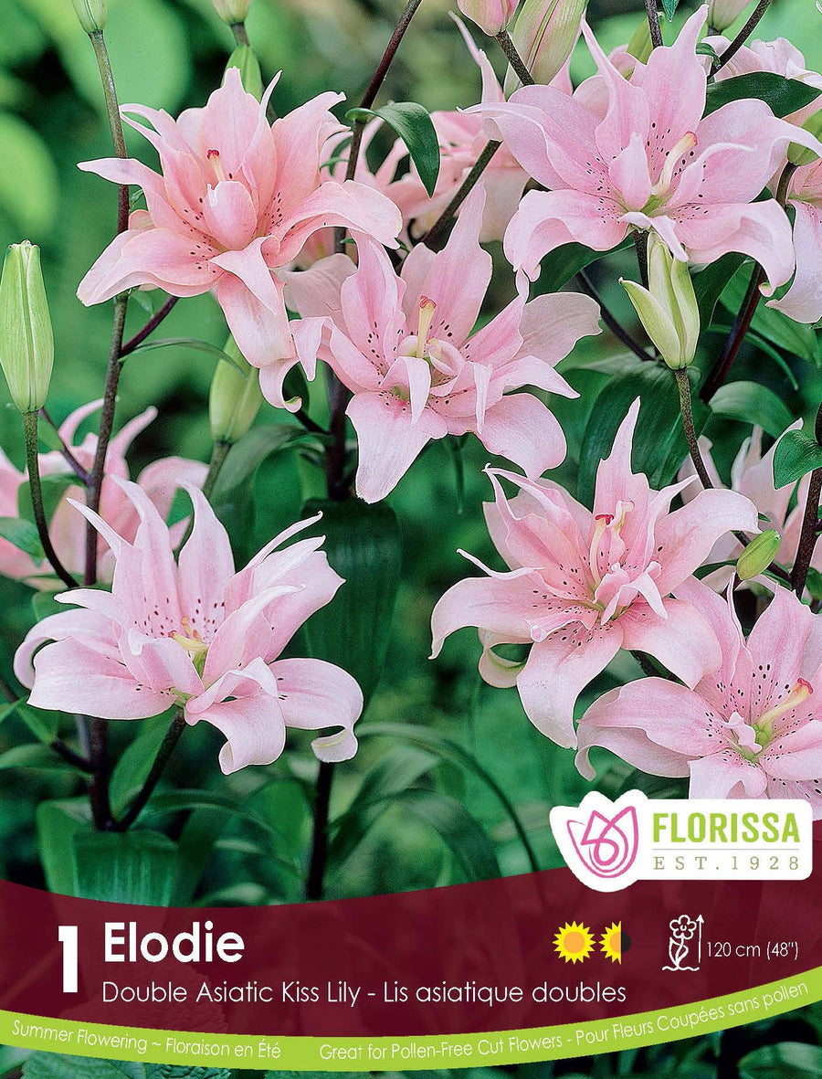 Lily, Double Kiss - Elodie