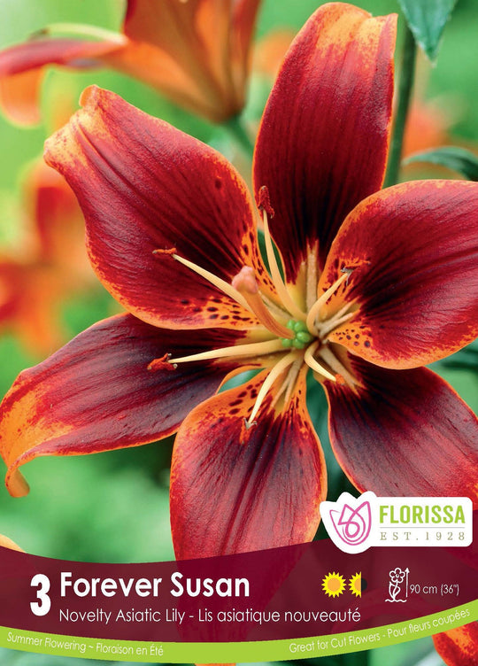 Lily, Asiatic - Forever Susan