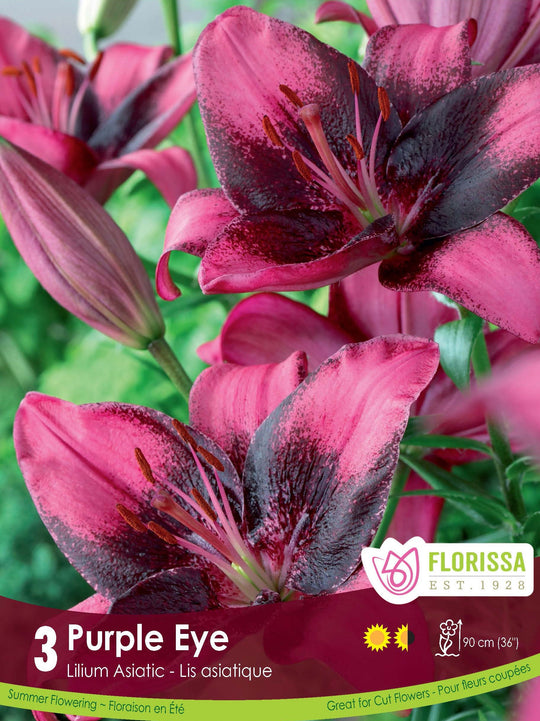 Lily, Asiatic - Purple Dream