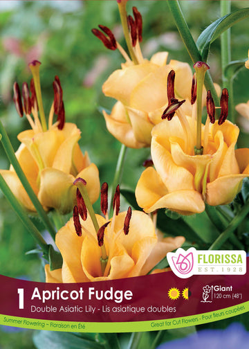 Lily, Asiatic Kiss - Apricot Fudge