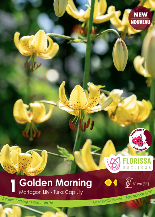 Lily Martagon - Golden Morning, 1 Pack