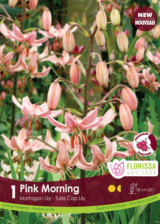 Lily Martagon - Pink Morning, 1 Pack