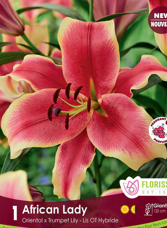 Lily, Oriental x Trumpet - African Lady