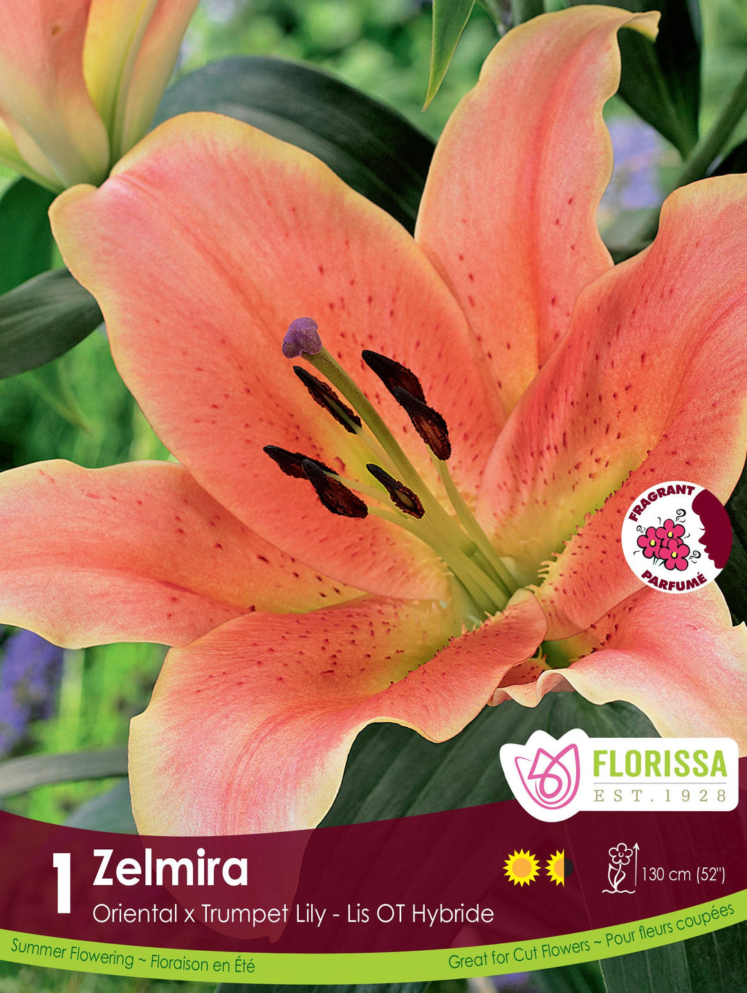 Lily, Oriental x Trumpet - Zelmira