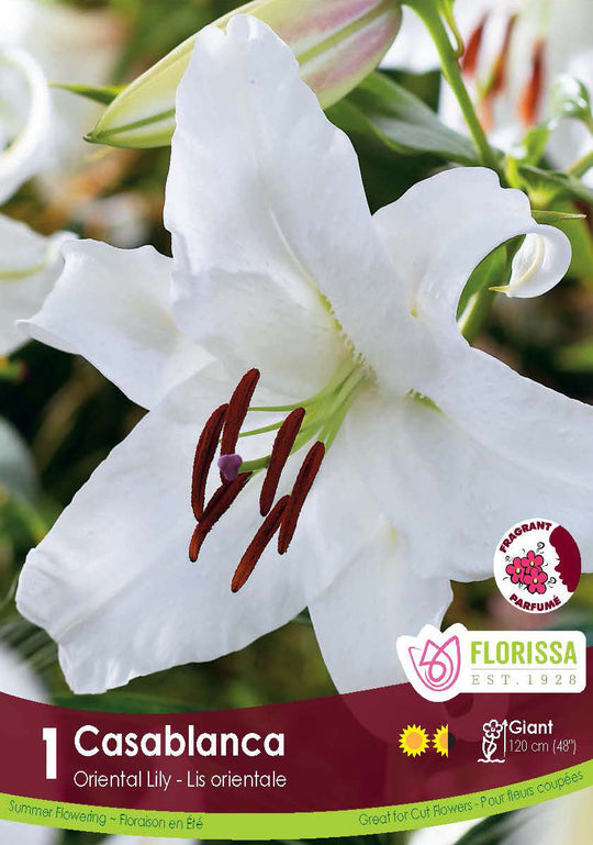 Lily, Oriental - Casablanca
