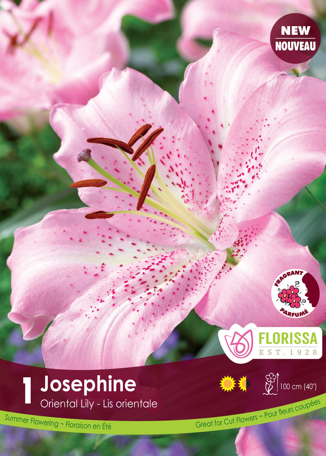 Lily, Oriental - Josephine