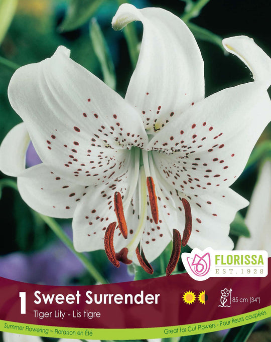 Lily, Tiger - Sweet Surrender