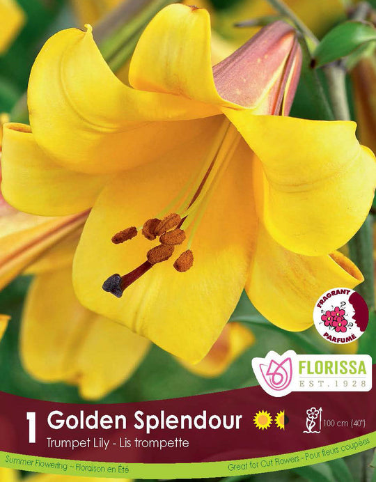 Lily, Trumpet - Golden Splendour