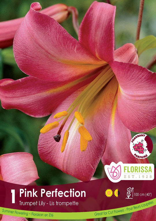 Lily, Trumpet - Pink Perfection