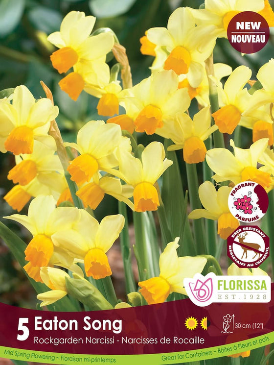 Narcissus - Eaton Song, 5 Pack