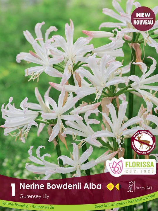 Nerine - Bowdenii Alba
