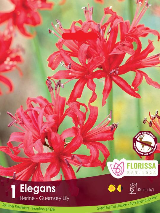 Nerine - Elegans