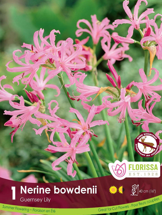 Nerine - Bowdenii
