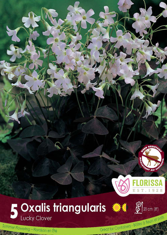 Oxalis - Triangularis, 5 Pack