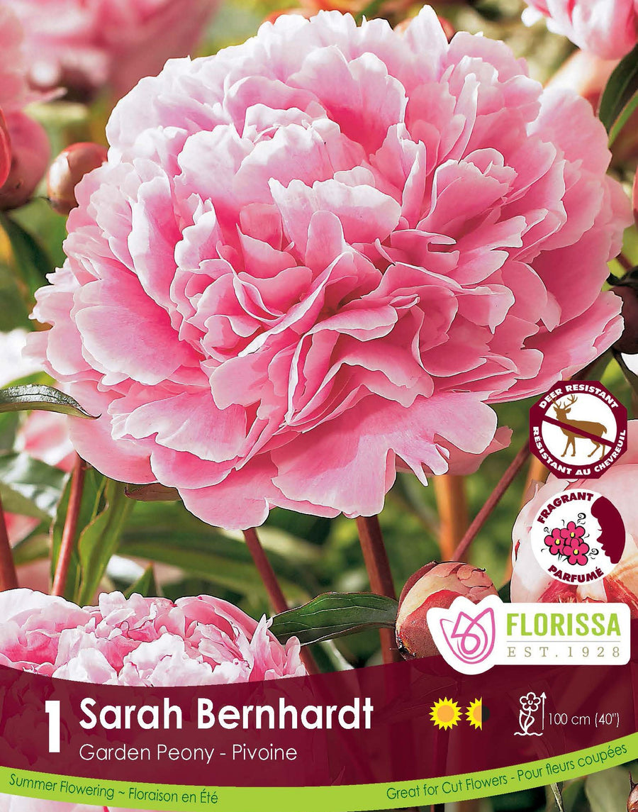 Peony - Sarah Bernhardt, 1 Pack