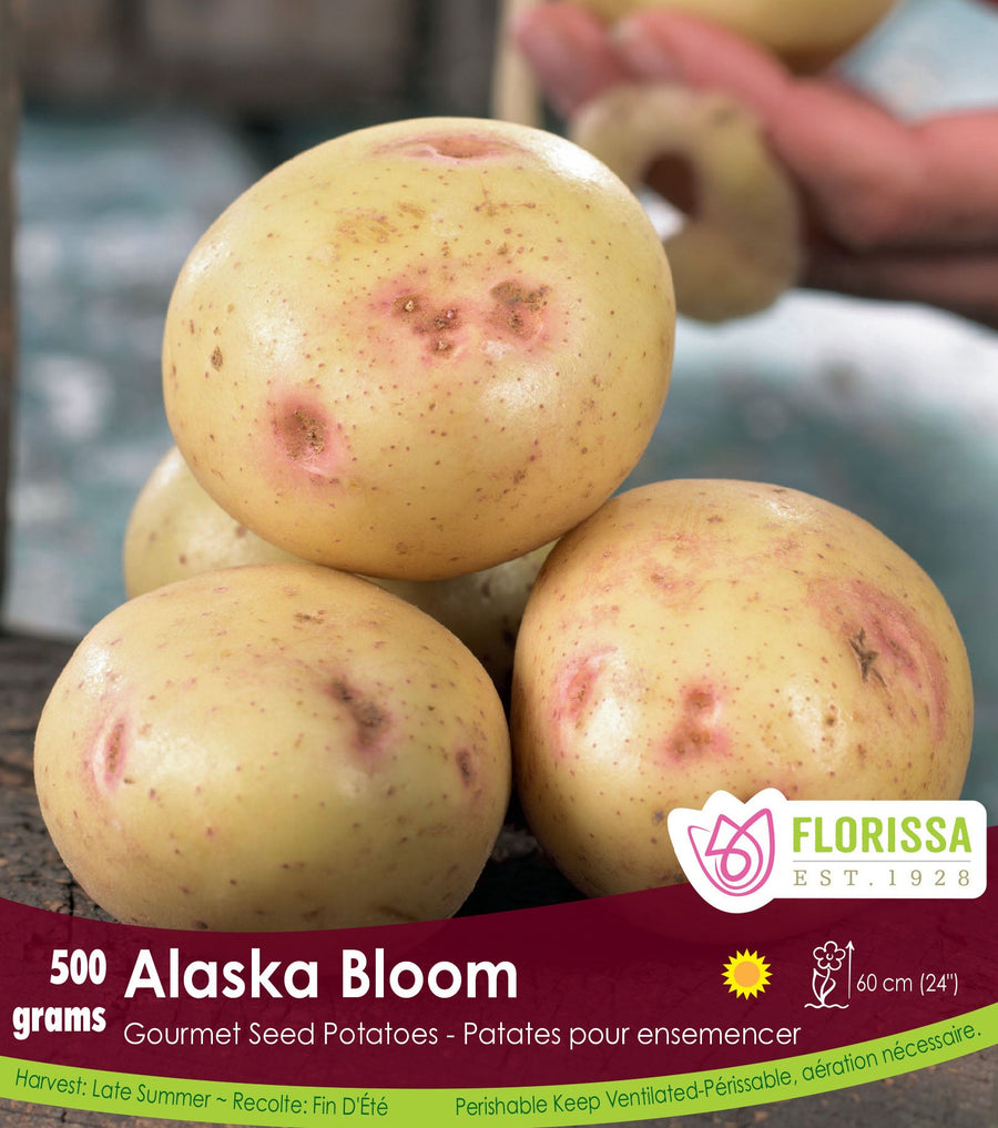 Gourmet Potato - Alaska Bloom, 500g