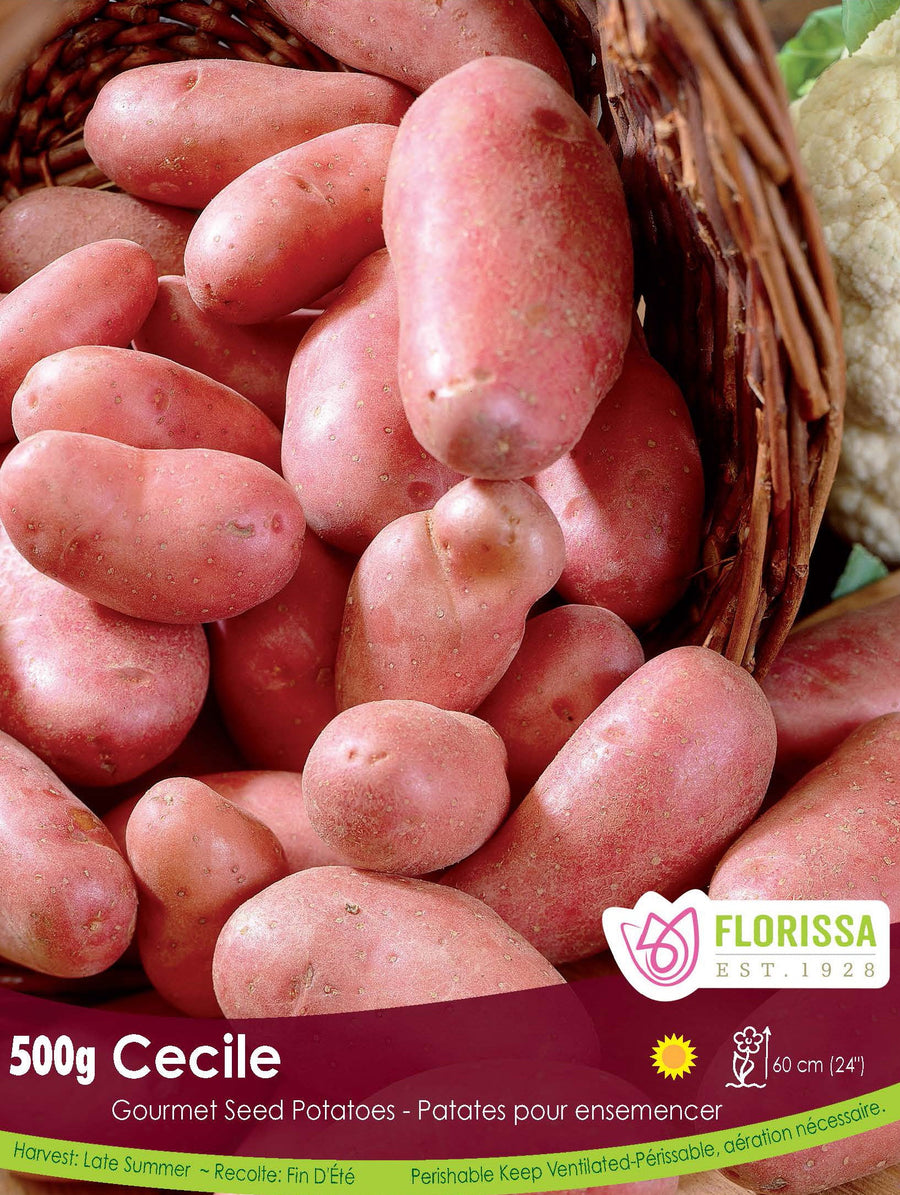 Gourmet Potato - Cecile, 500g
