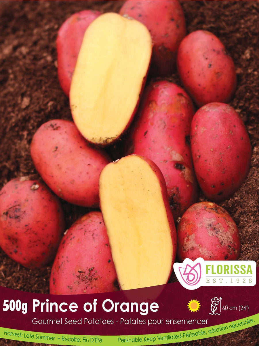 Gourmet Potato - Prince of Orange, 500g
