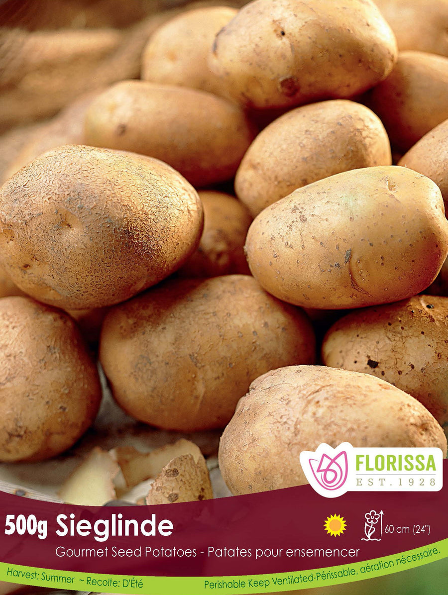 Gourmet Potato - Sieglinde, 500g