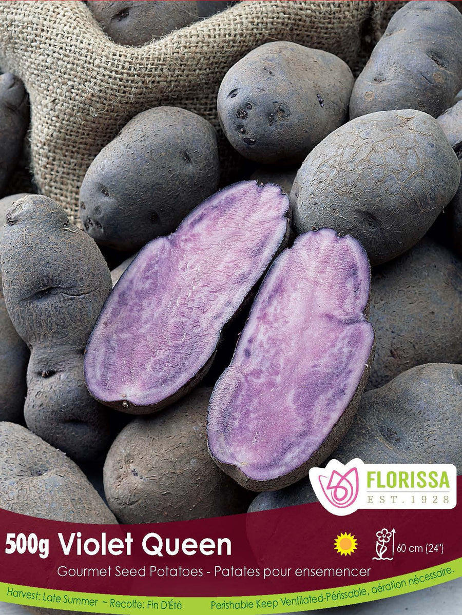 Gourmet Potato - Violet Queen, 500g