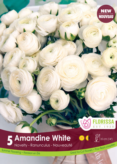 Ranunculus - Amandine White (Spring) 5 Pack