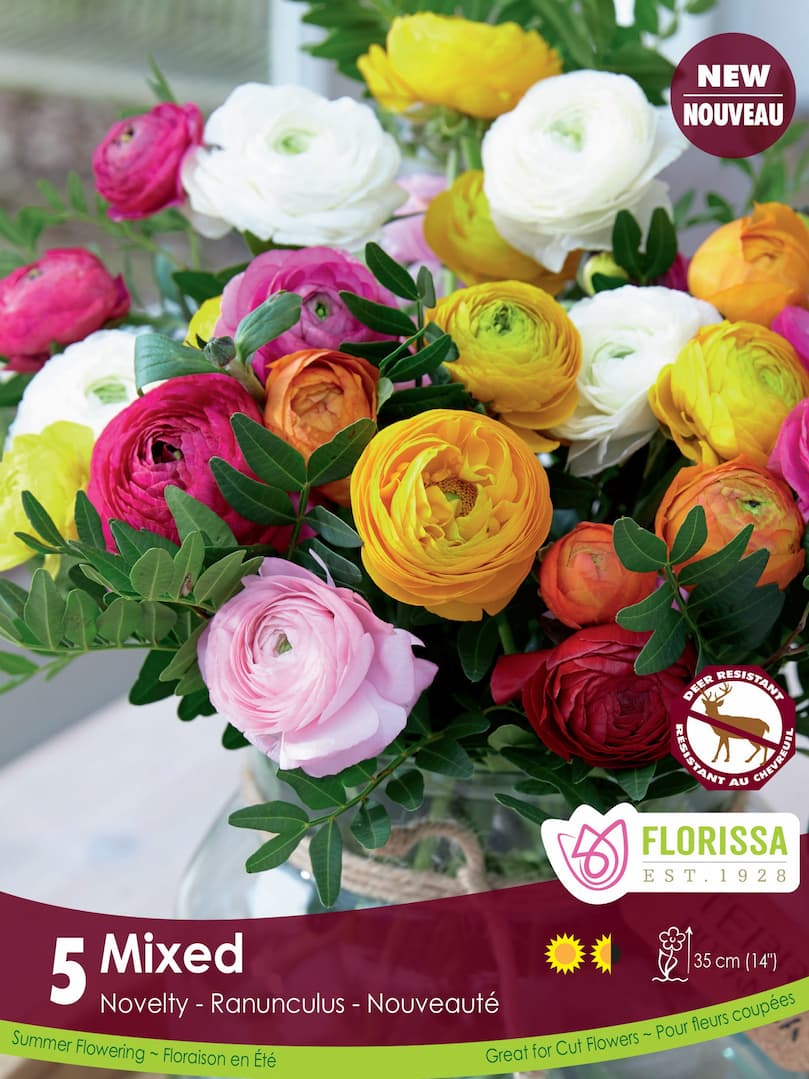 Ranunculus - Amandine Mixed, 5 Pack