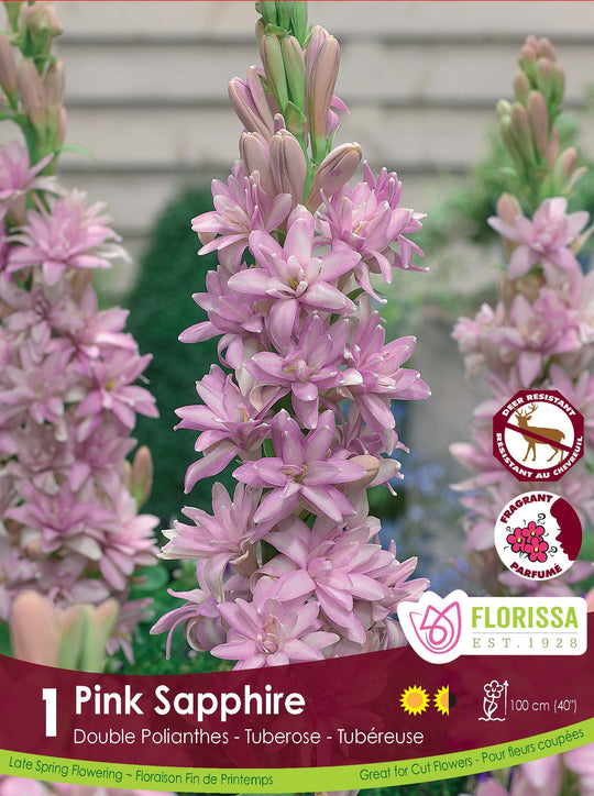 Double Tuberosa - Pink Sapphire, 1 Pack