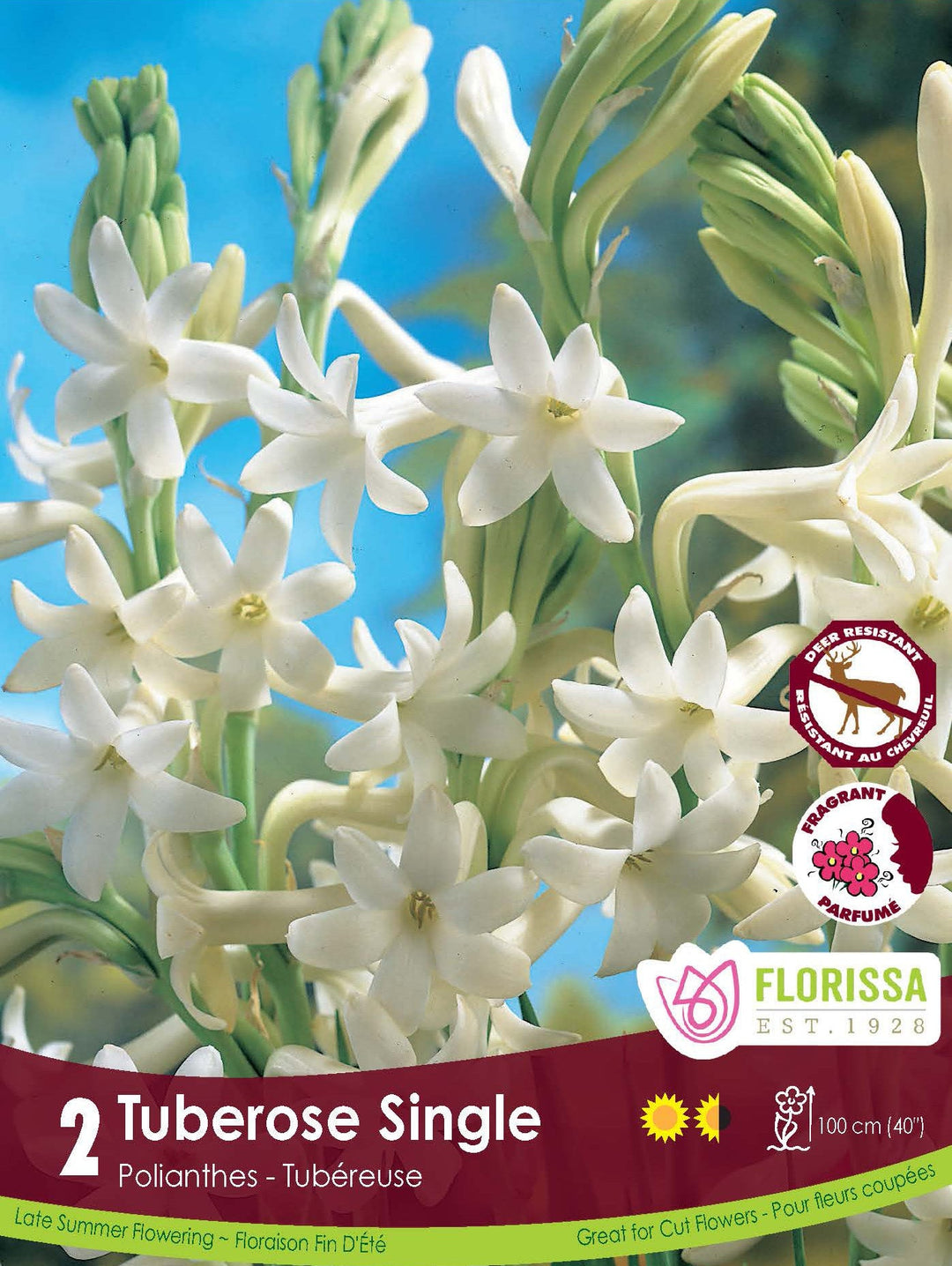Tuberosa - Single, 2 Pack