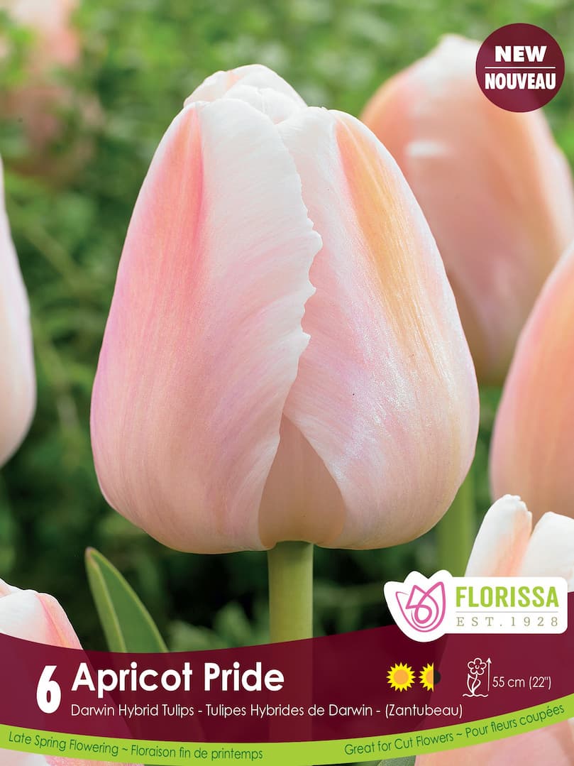 Tulip - Apricot Pride, 6 Pack