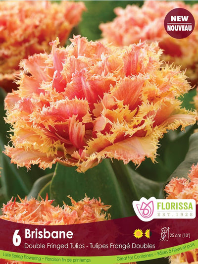 Tulip - Brisbane, 6 Pack