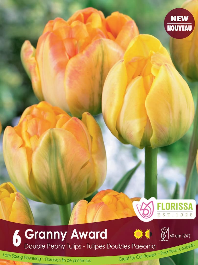 Tulip - Granny Award, 6 Pack