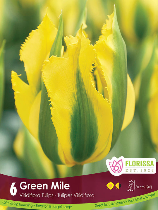 Tulip - Green Mile, 6 Pack